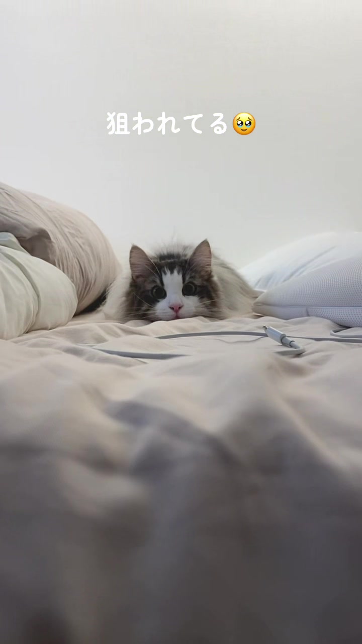 @ねここ様