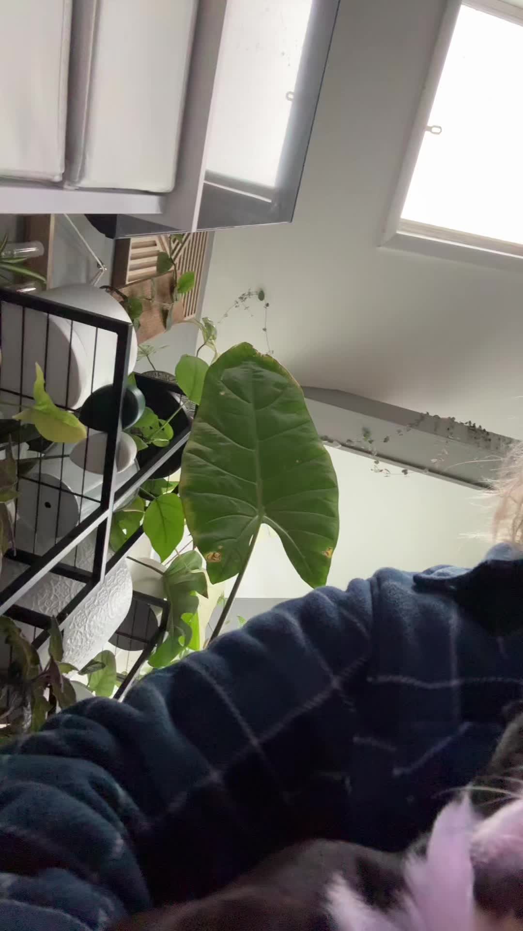 @A