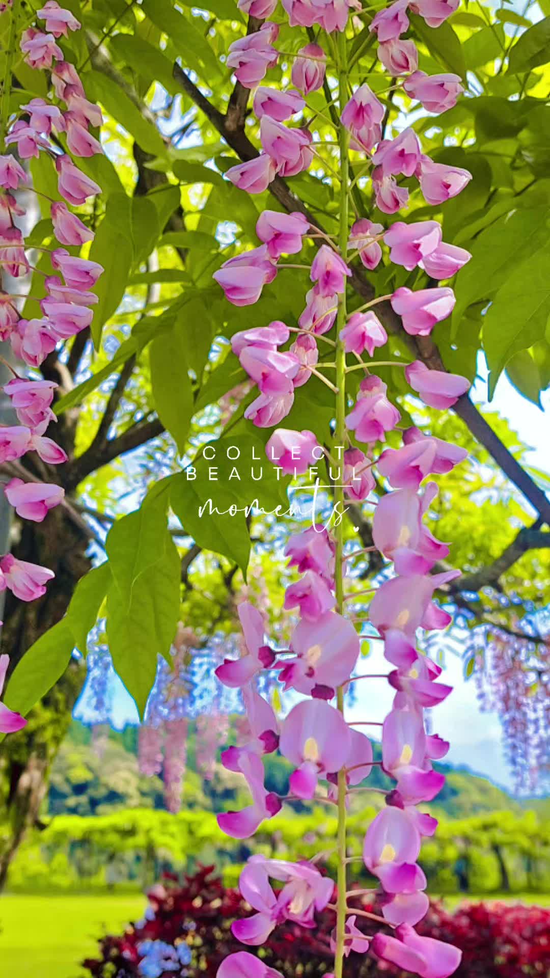 @🌼🎀まゆめ🌻🍭