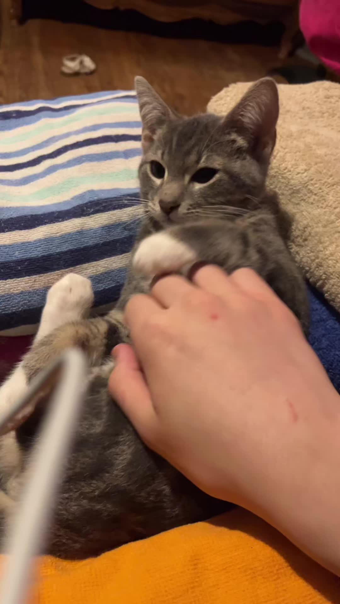 @๐ ๐๐๐ด๐ฉ๐ฆ๐ข๐ฑ