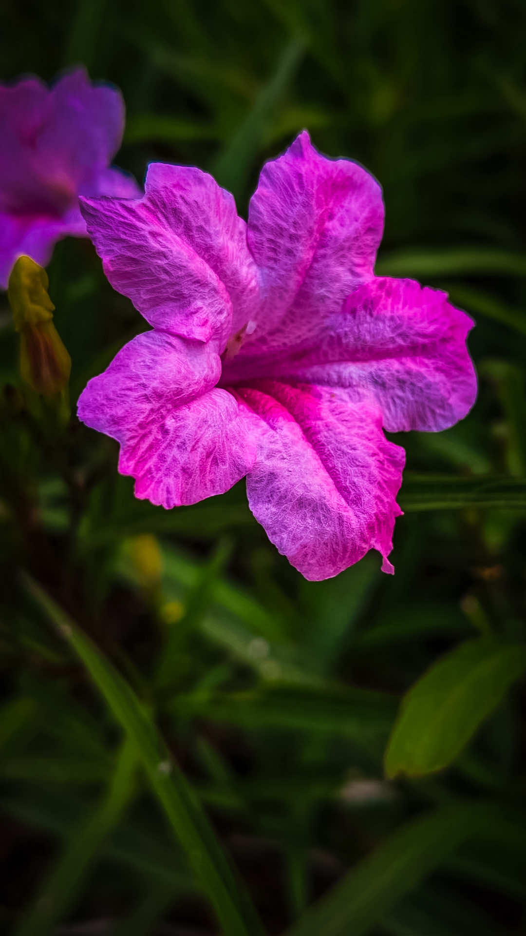 @𝑻𝒂̂𝒏 𝑻𝒉𝒊