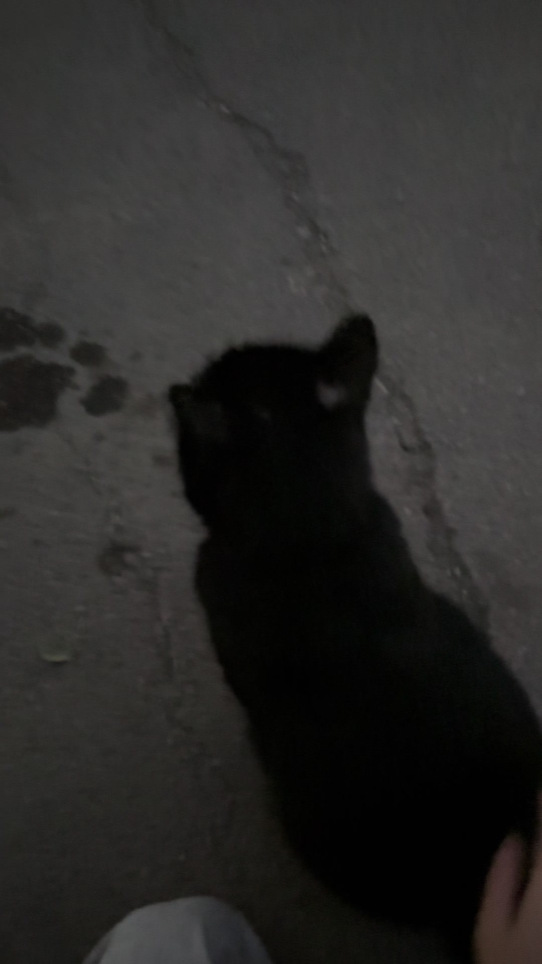 @вип какашка