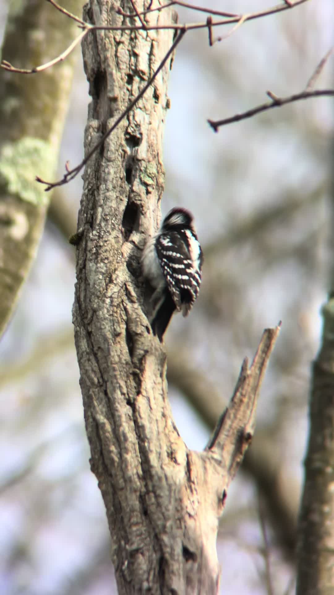 @Something in the Wild