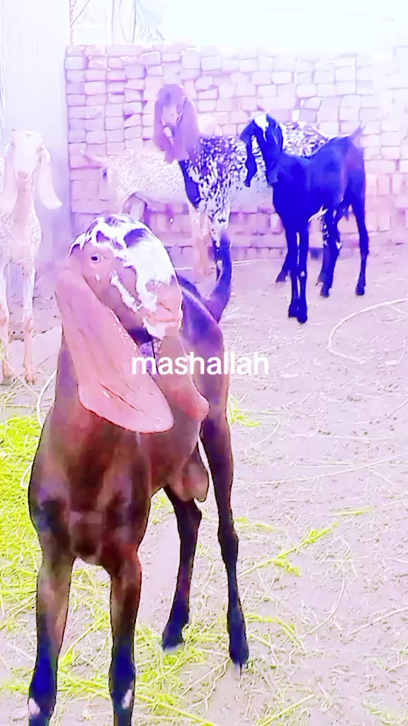 @AD shujrah 💕