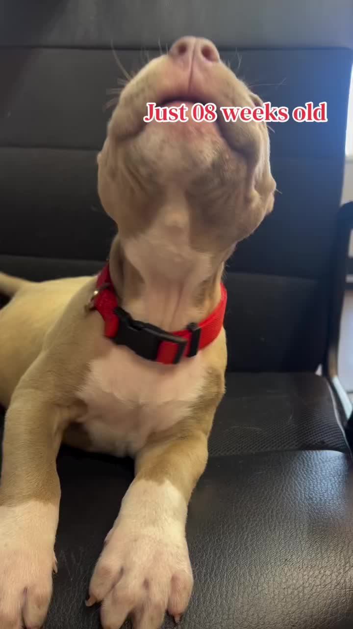 @Andrew cane corso