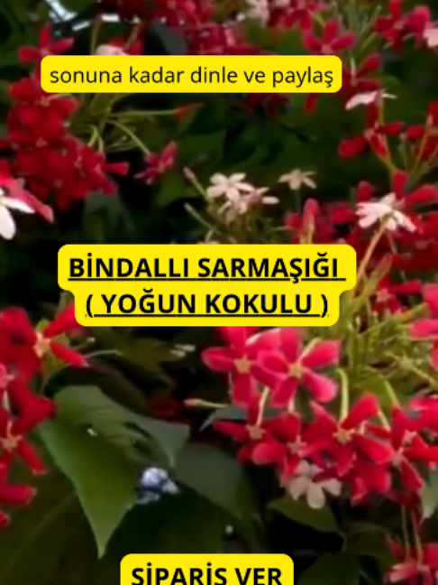 @Lotus bitki satışı