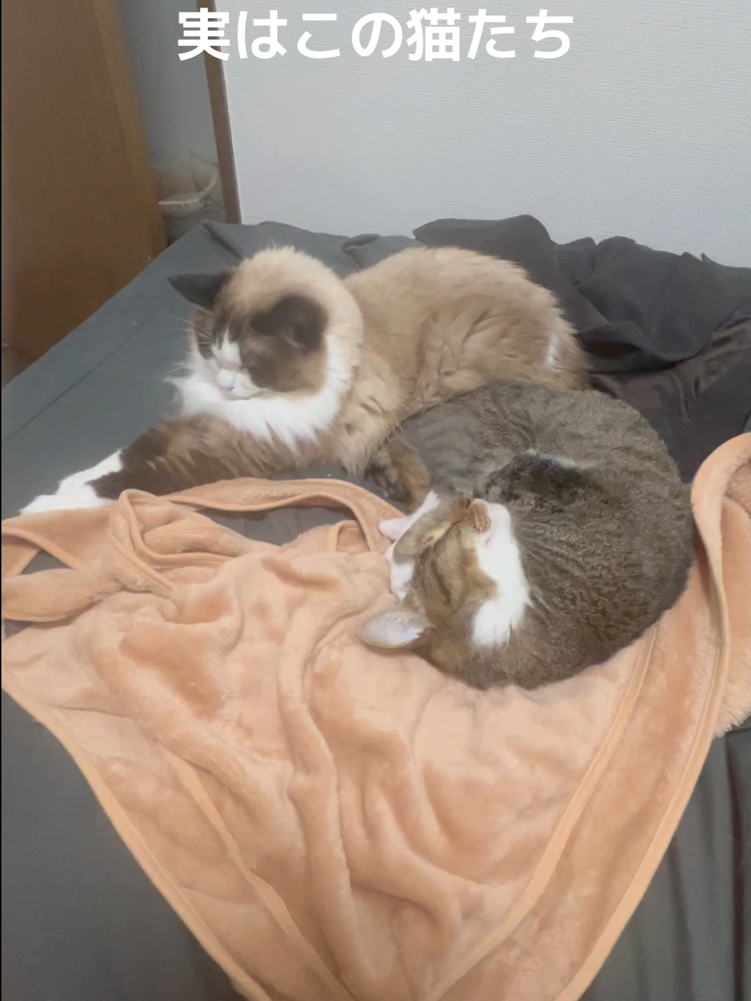 @なつめ友猫帳
