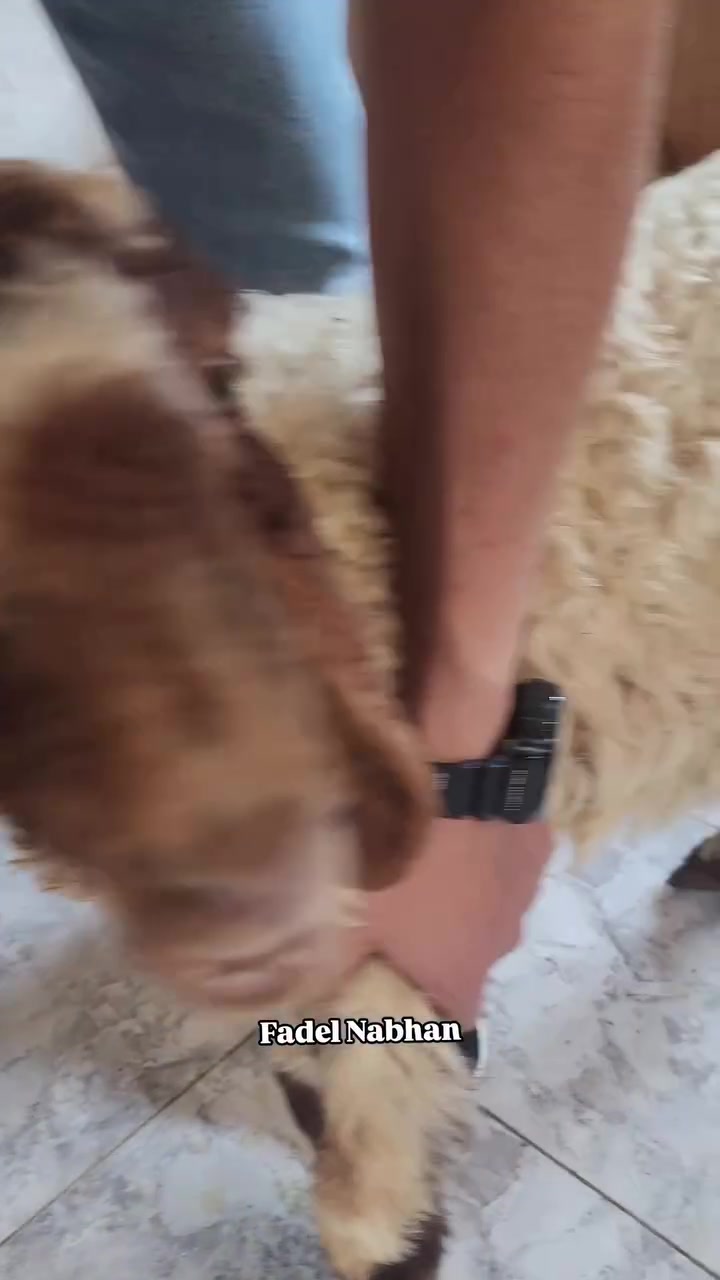 @Gaza Animal Rescue