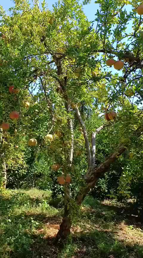 @Recep Ballı