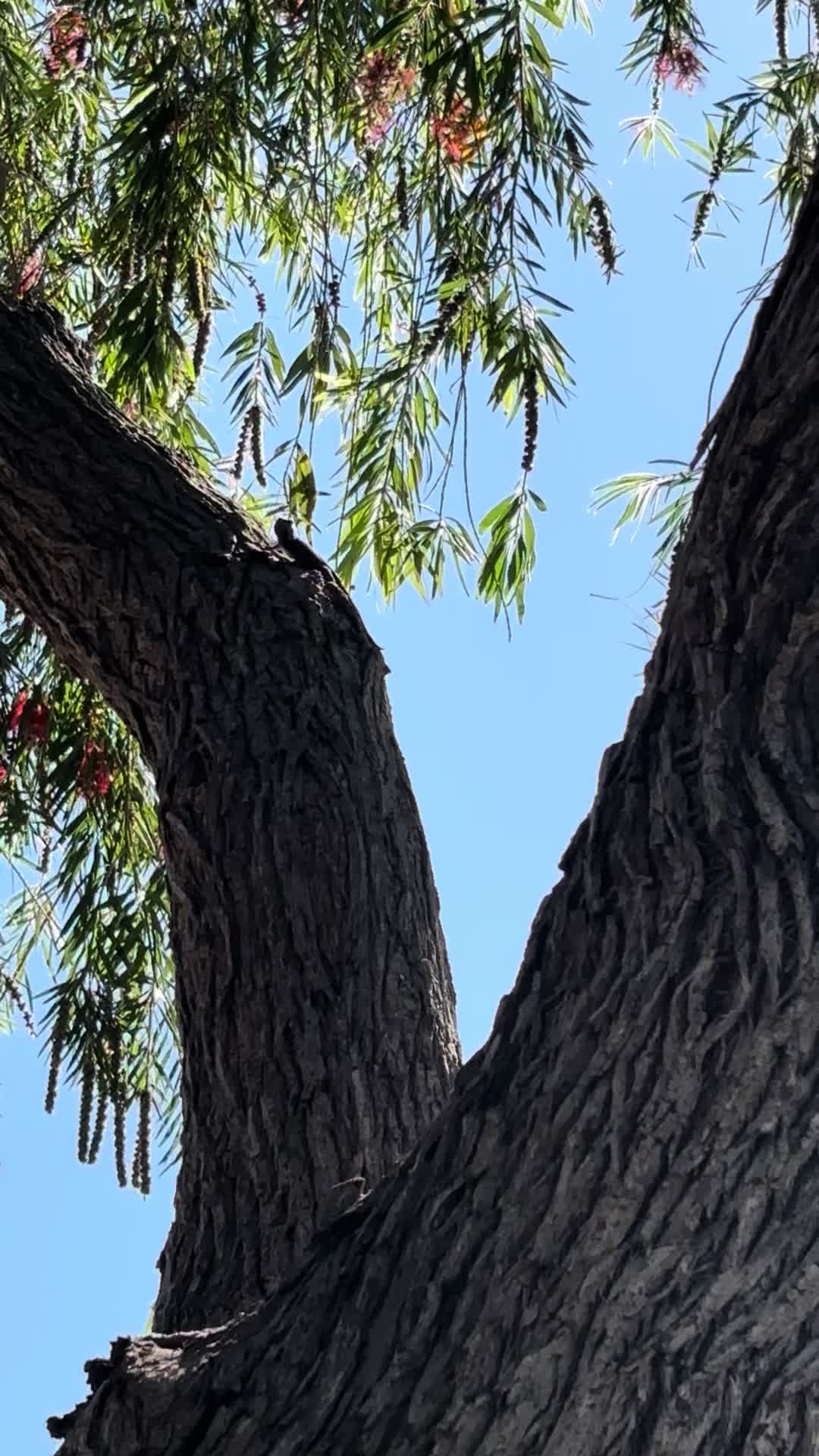 @reptileguyat