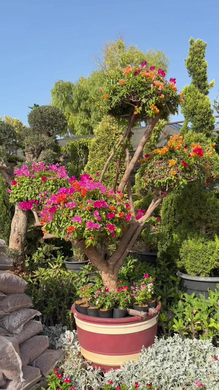 @مشتل البركة