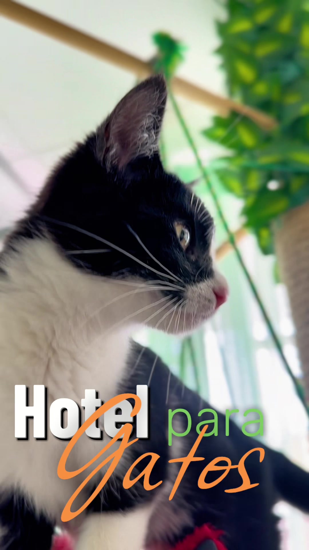 @Hotel Kitty kingdom Resort