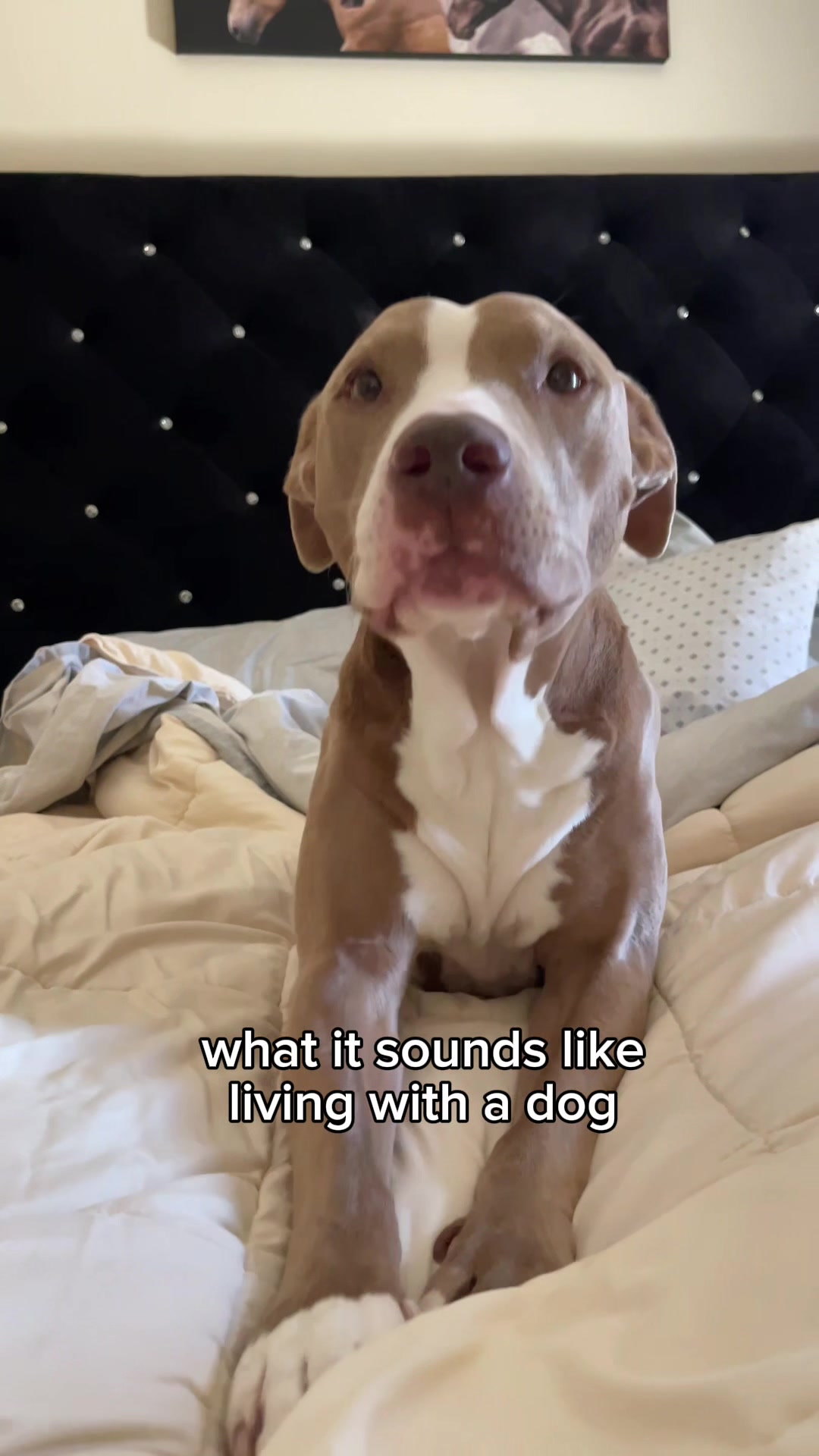 @@knight_thepit