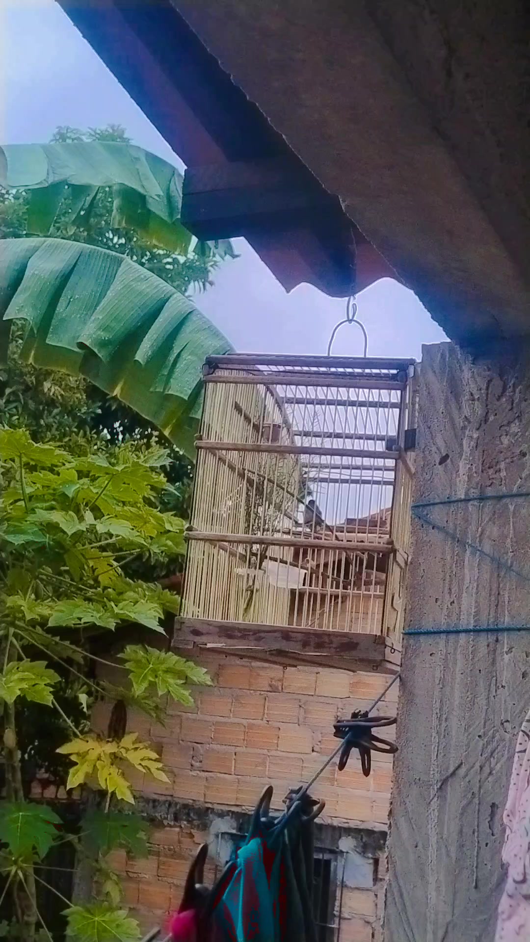 @Vivência de Passarinho