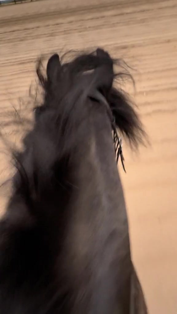 @Horses