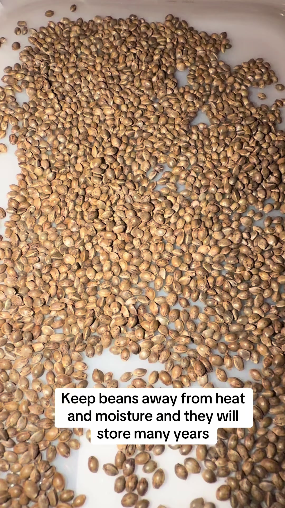 @SEEDTIVA