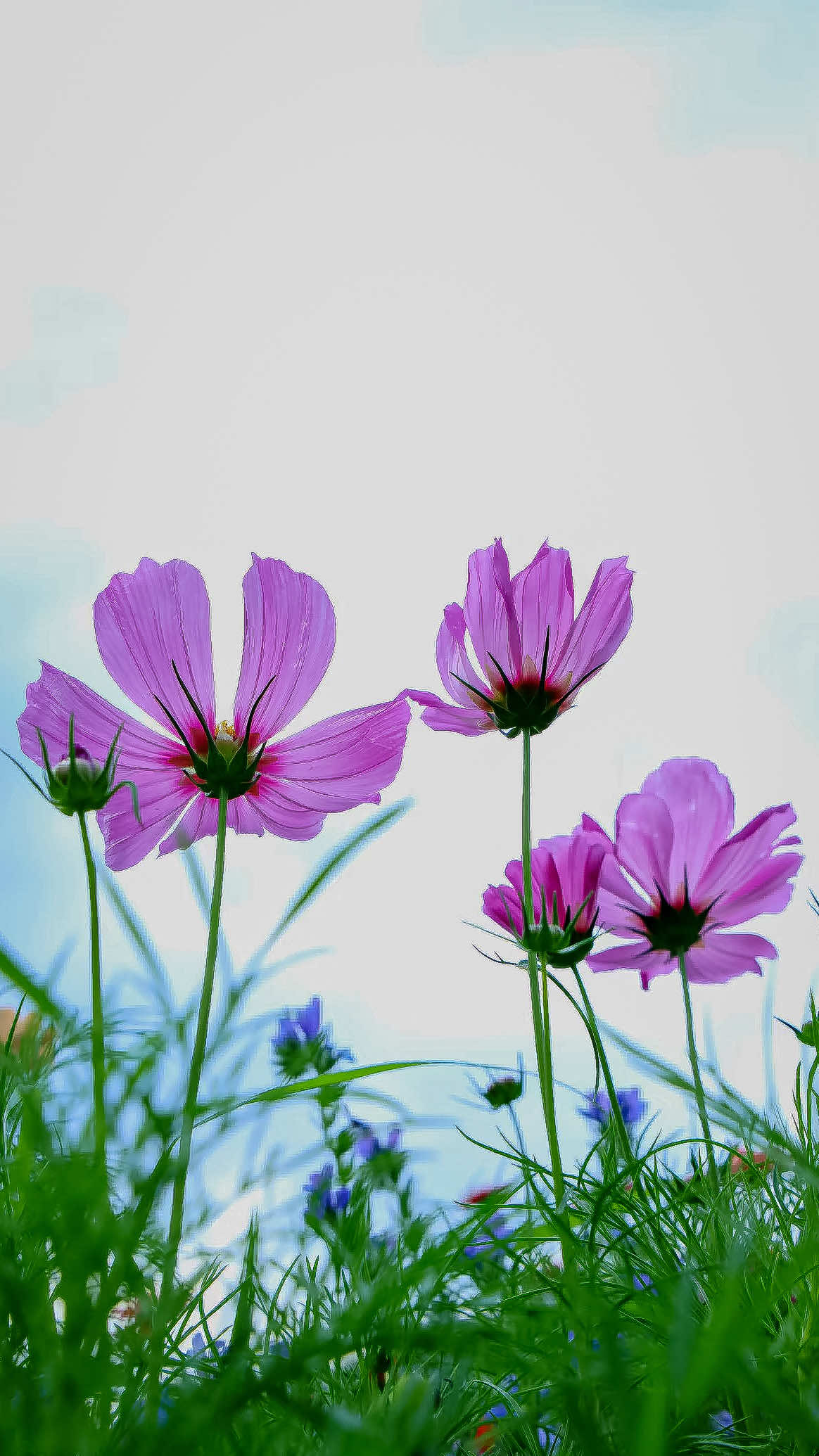 @𝑻𝒂̂𝒏 𝑻𝒉𝒊