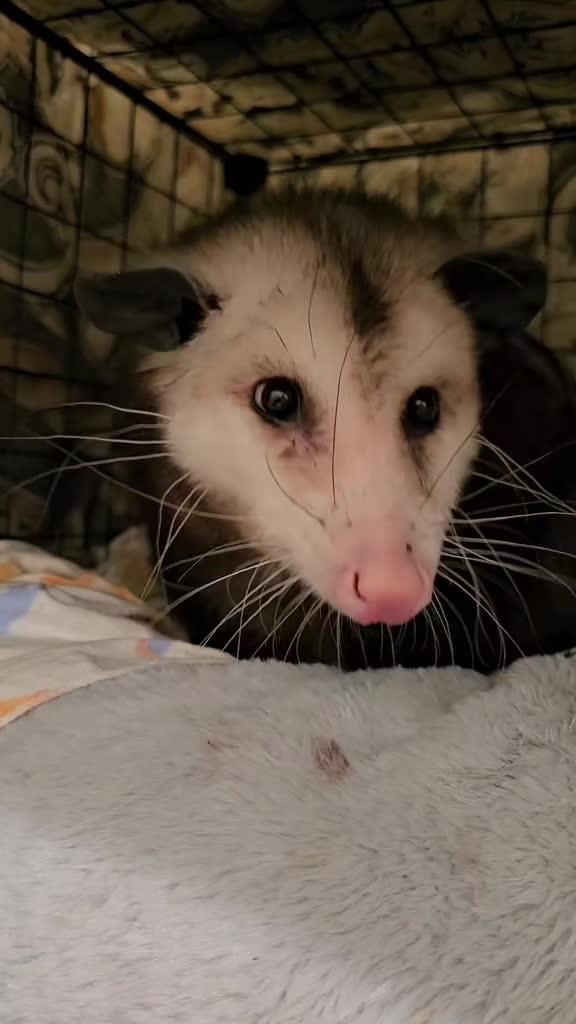 @OPOSSUMDAWGMOM