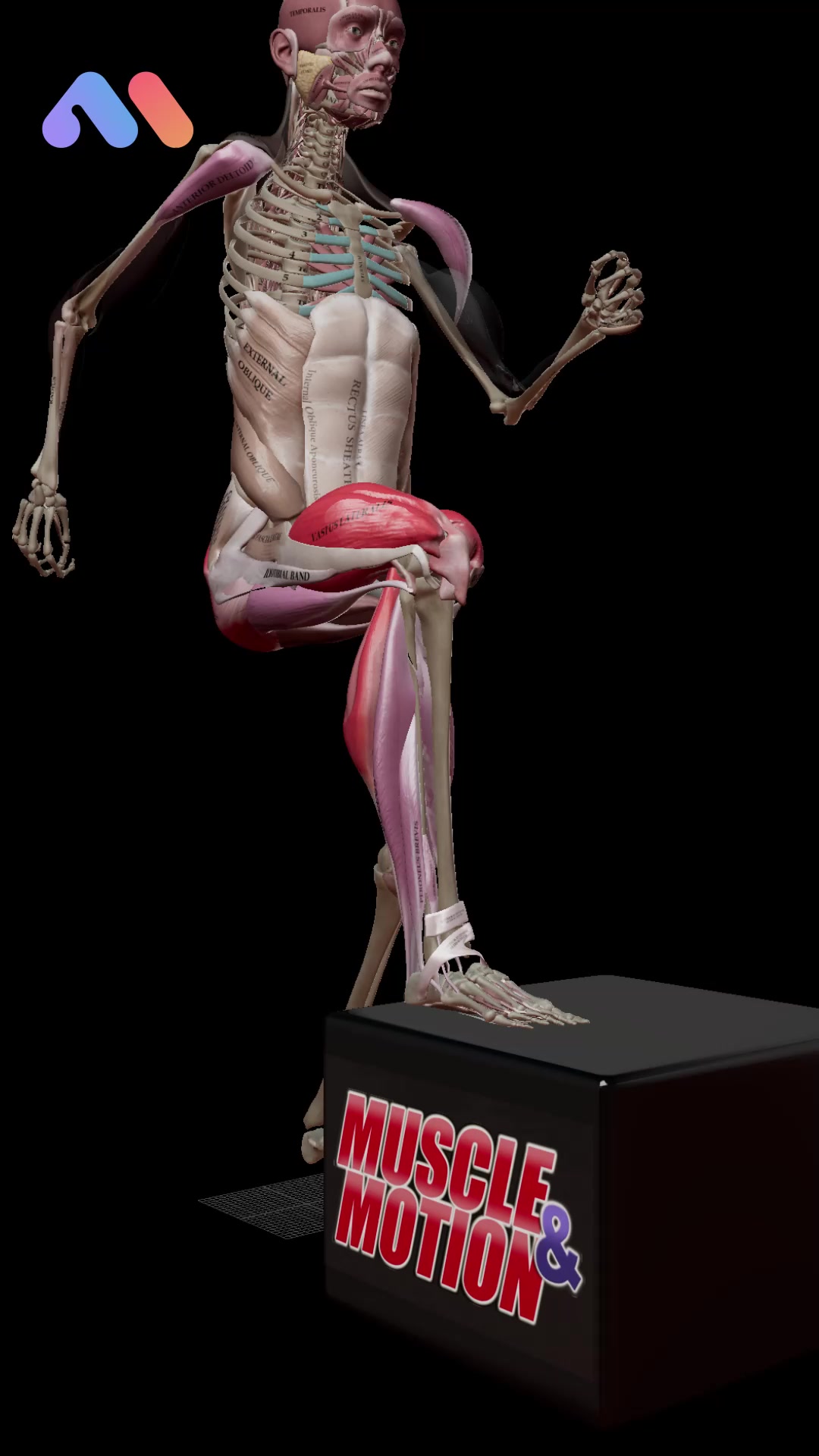 @Muscle & Motion