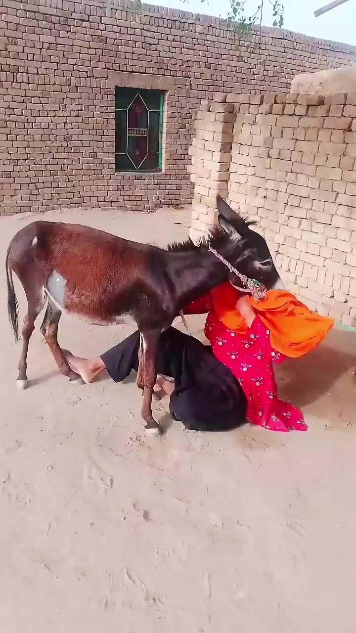 @animals053
