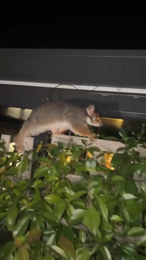 @tom and jerry