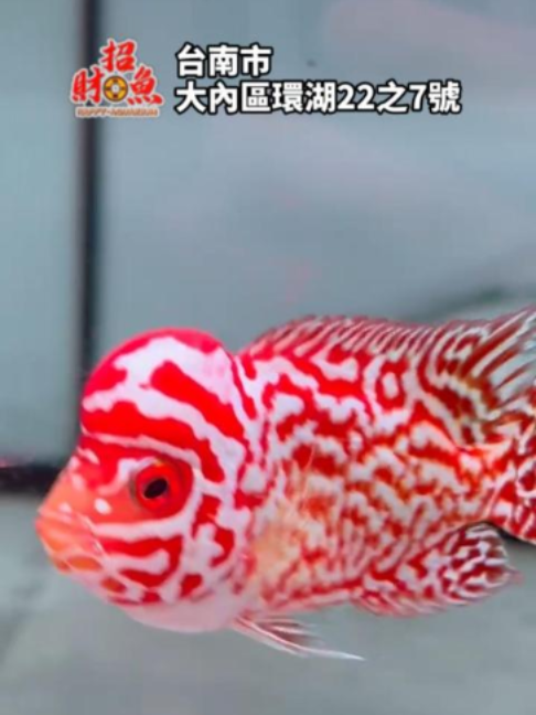 @招財魚水族館