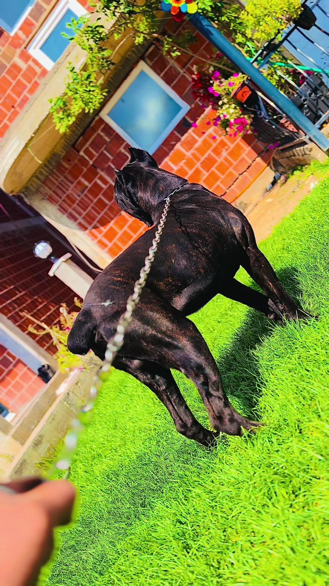 @AlbaniaCaneCorso Kennel