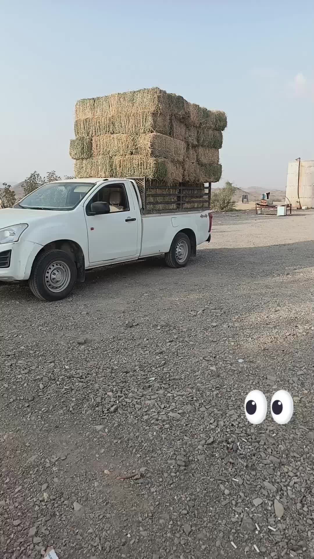 @شامي