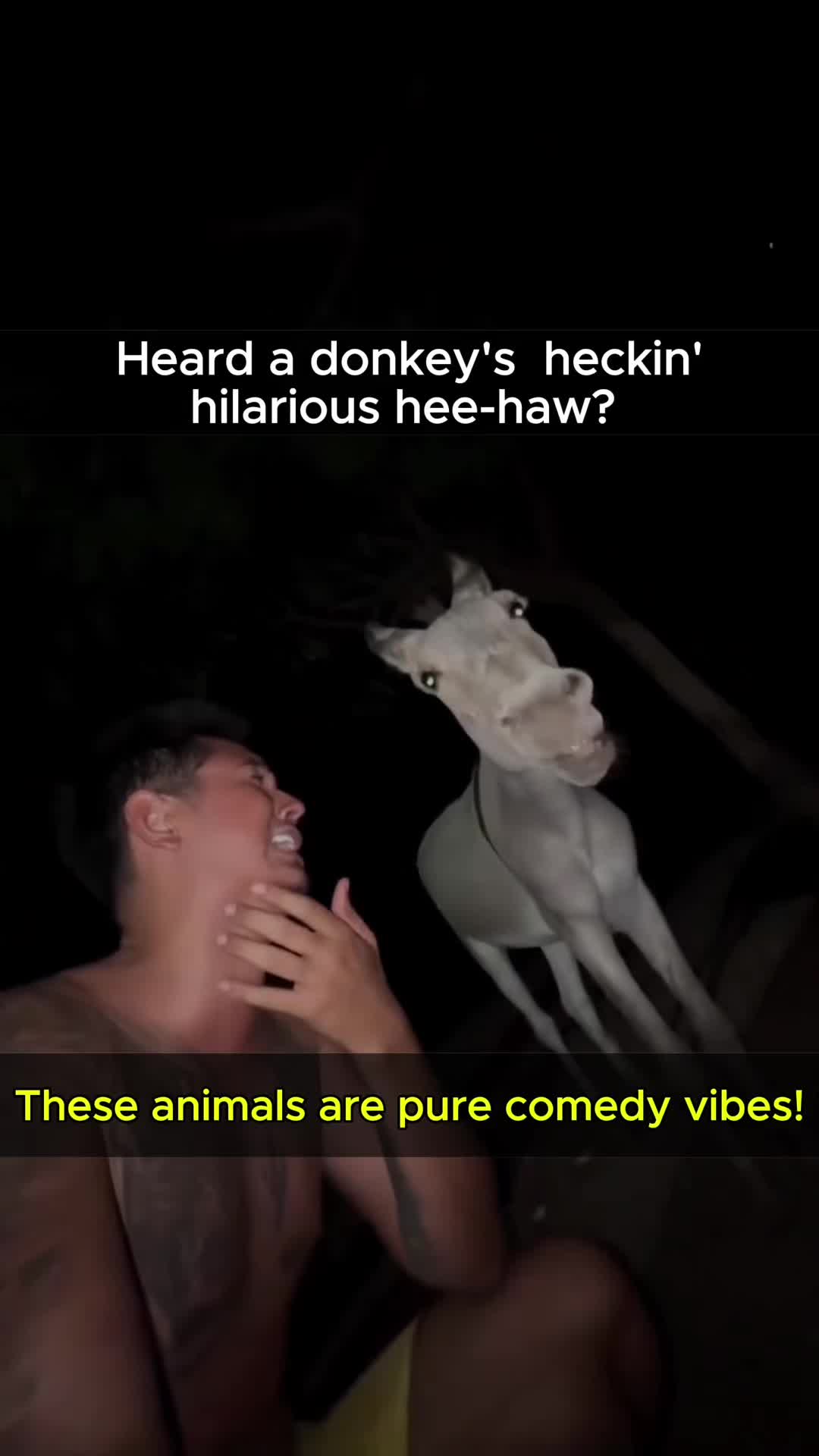 @dogandcattk2
