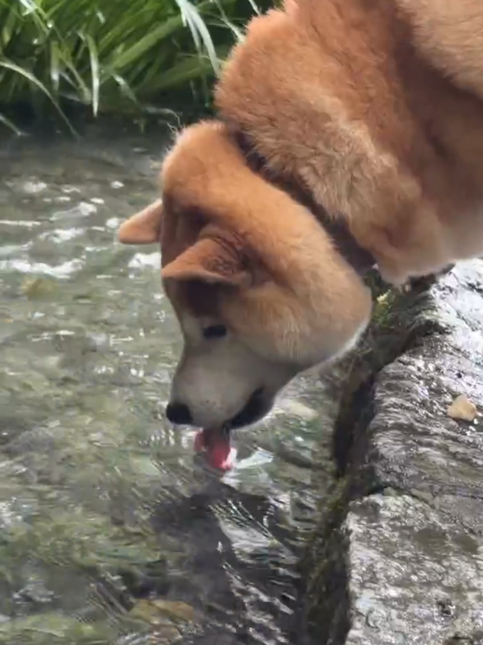 @柴犬とんこつ