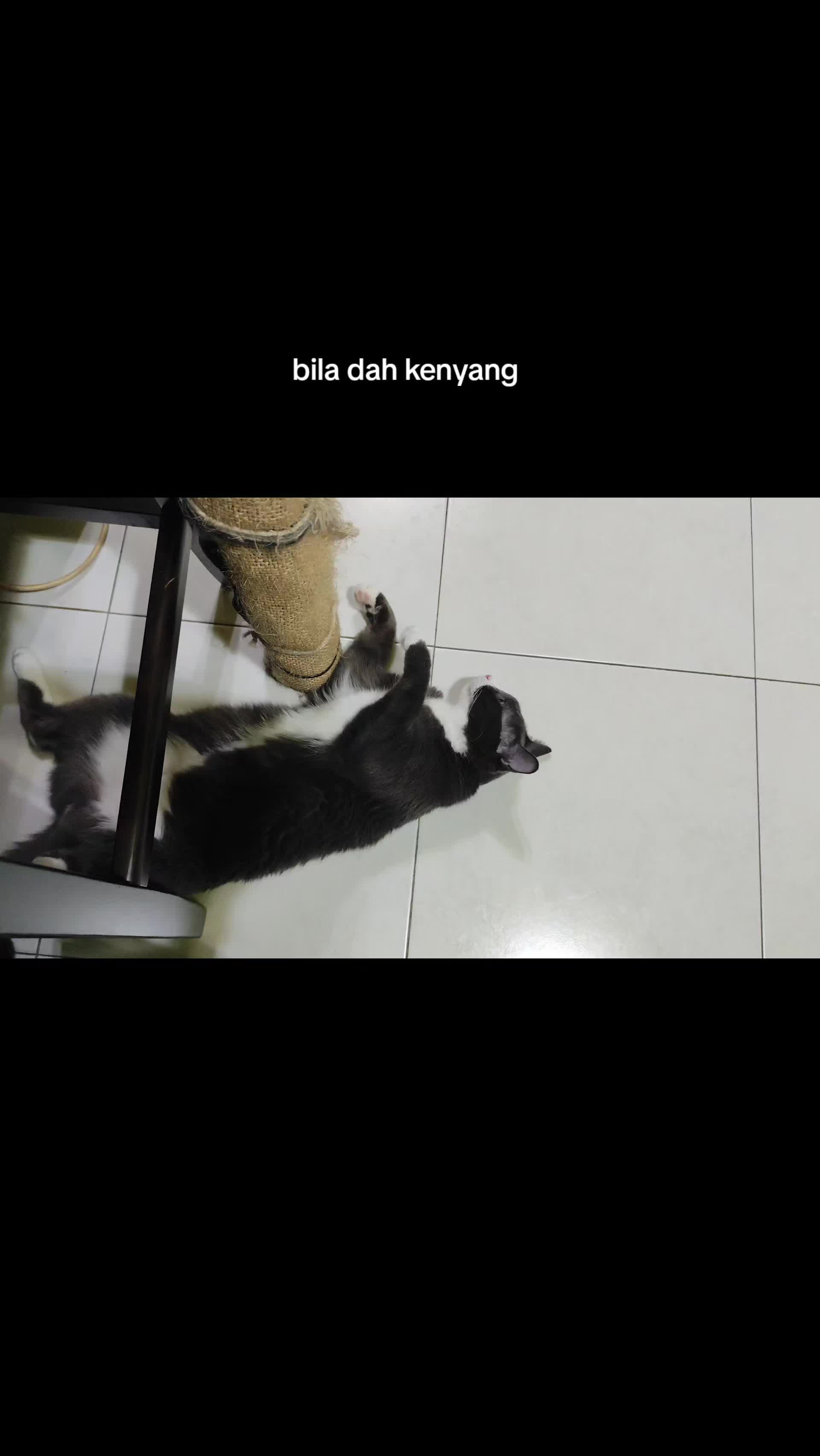 @Omma Kucing 🇲🇾🍉