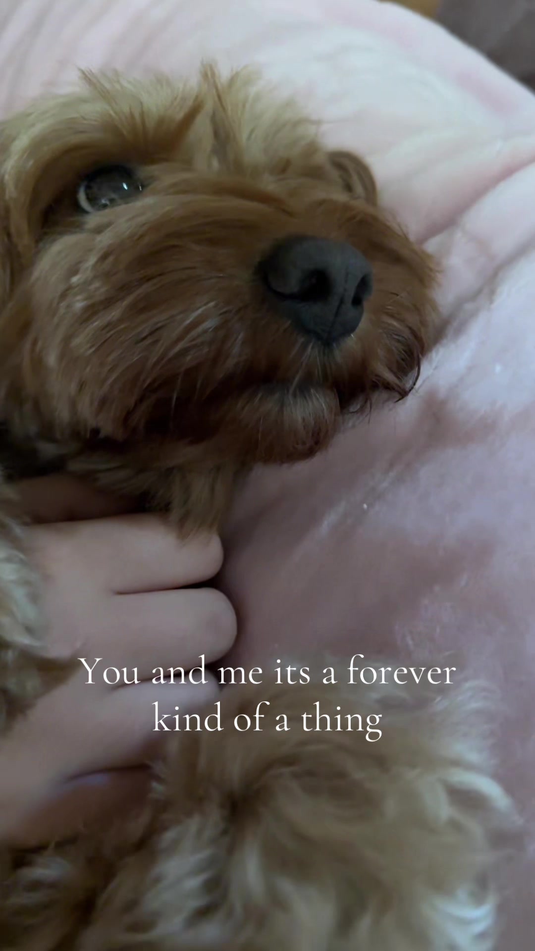 @Teddy the cutie pie
