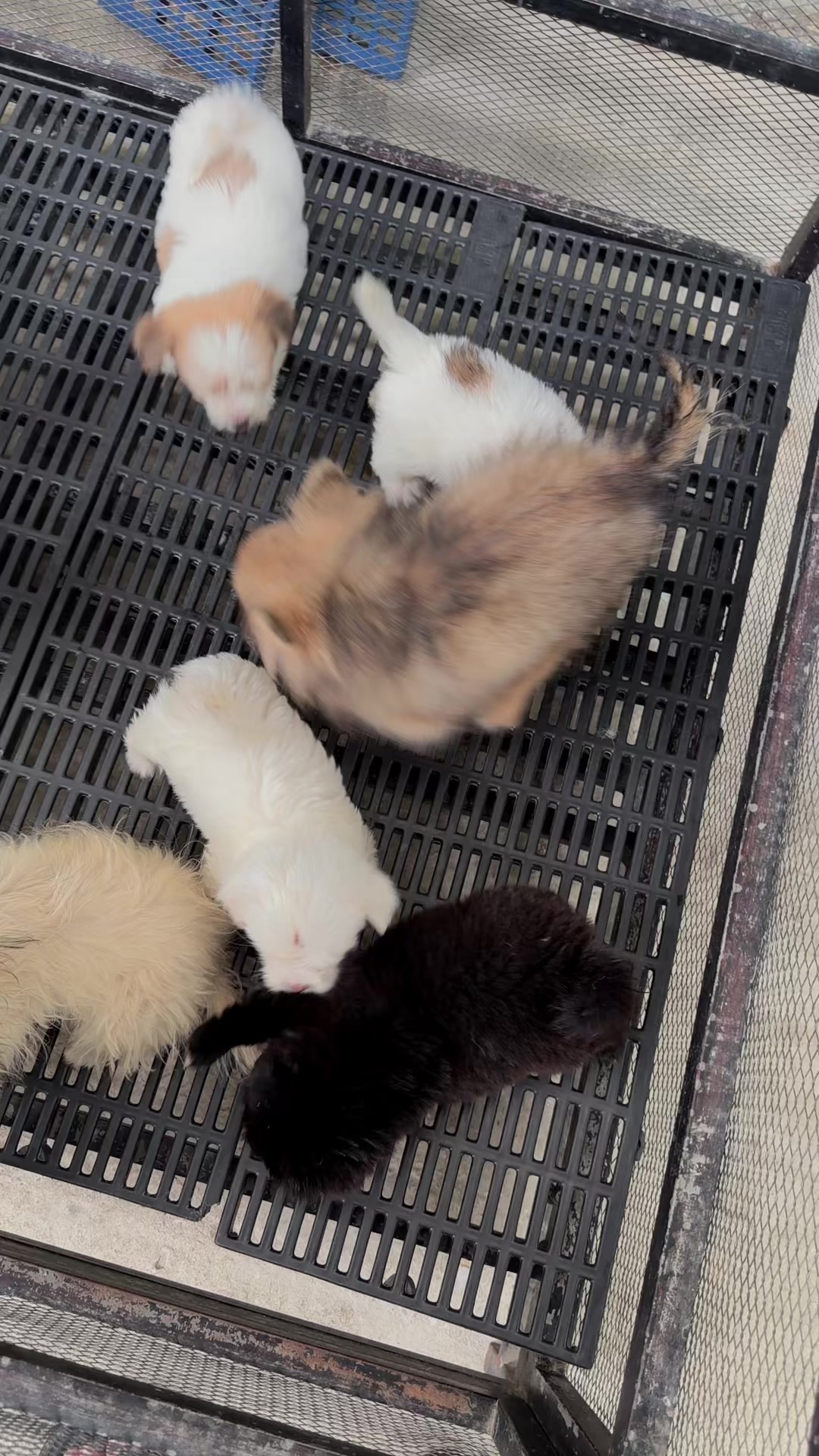 @Sky Pet Shop MDY 2