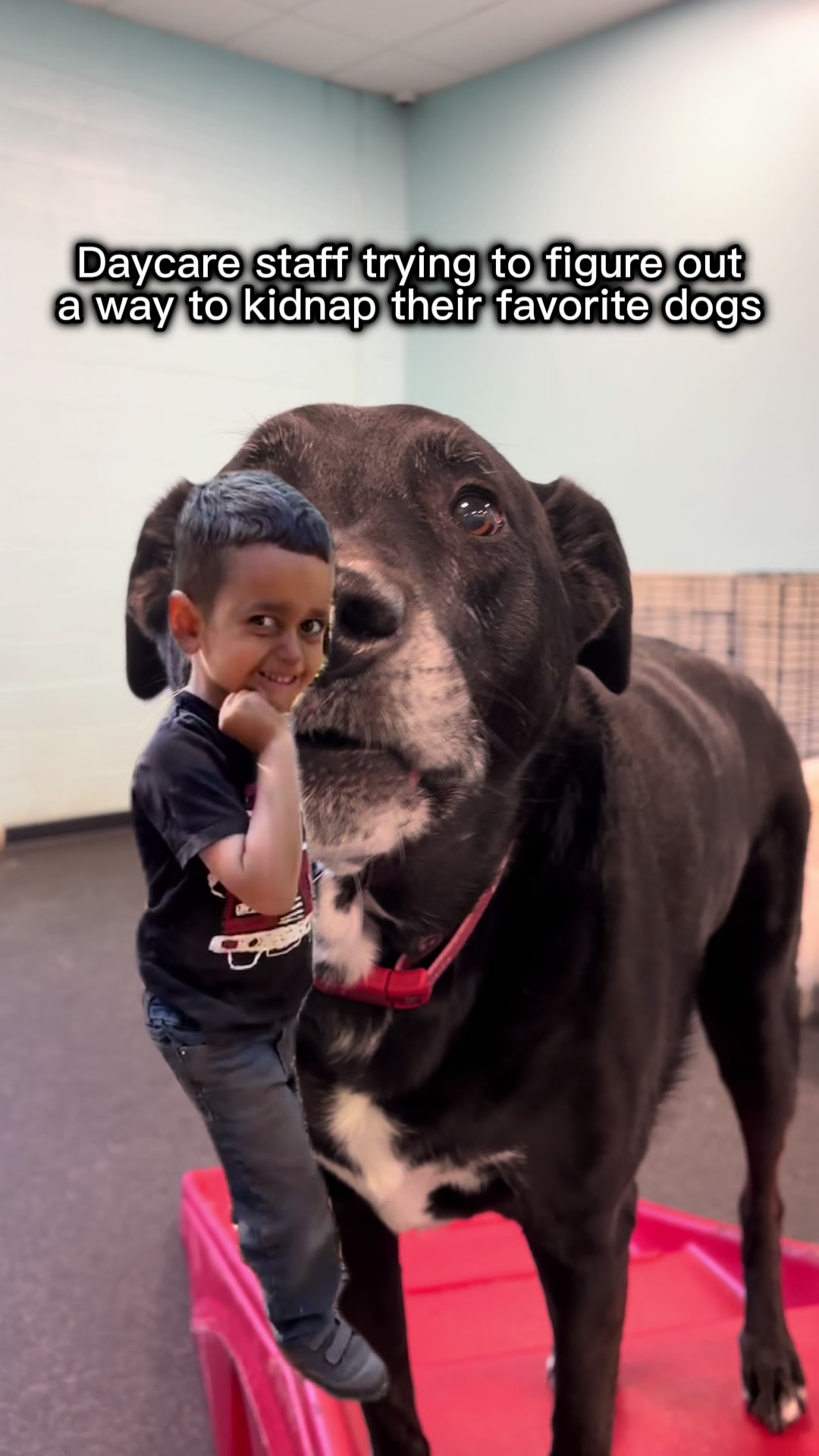 @Dogtopia South Ann Arbor