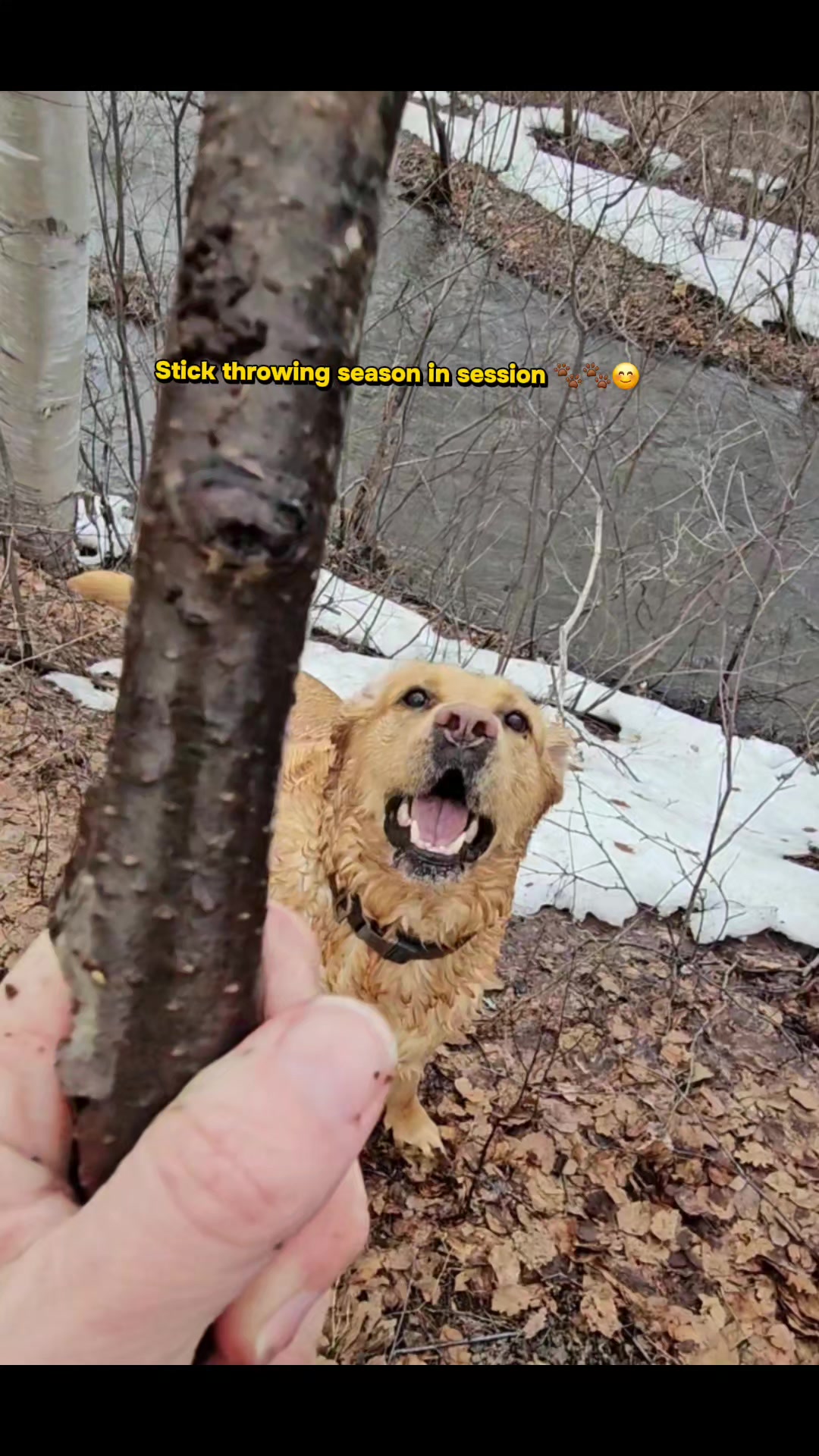 @Dogmom