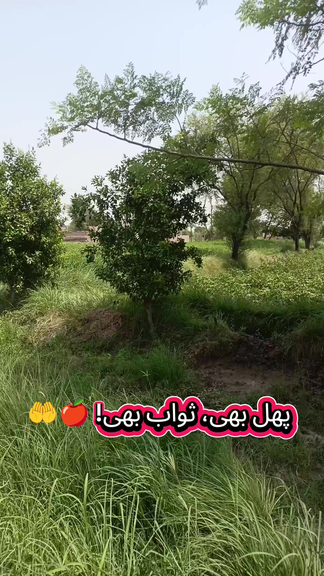 @Shan Rana