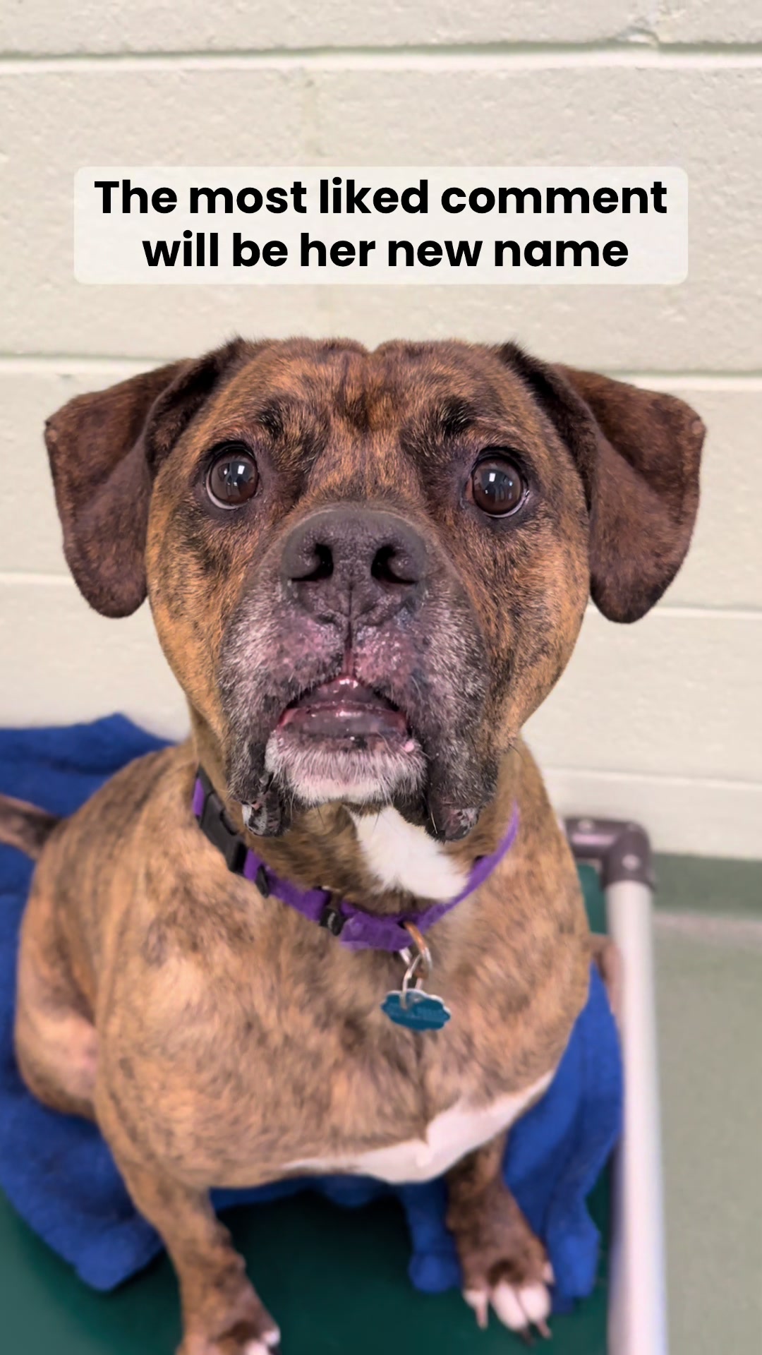 @Peggy Adams Animal Rescue