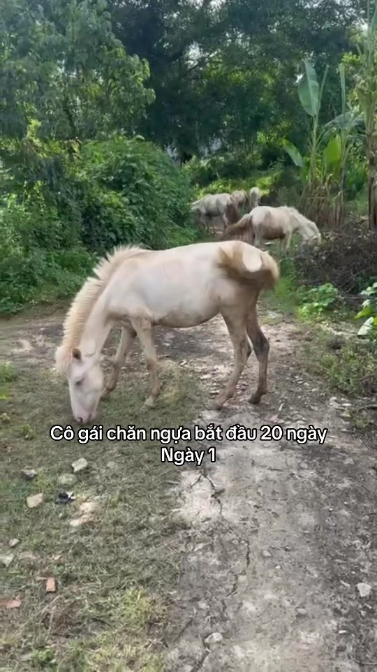 @Dung Nhây