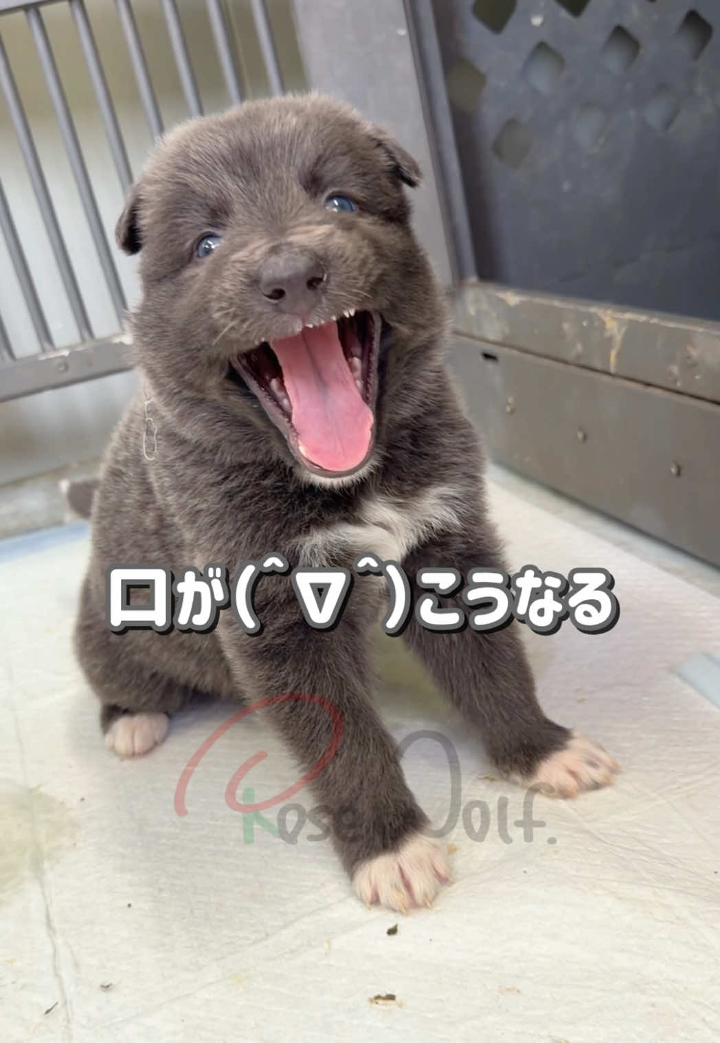 @ローズウルフ/ウルフドッグ犬舎