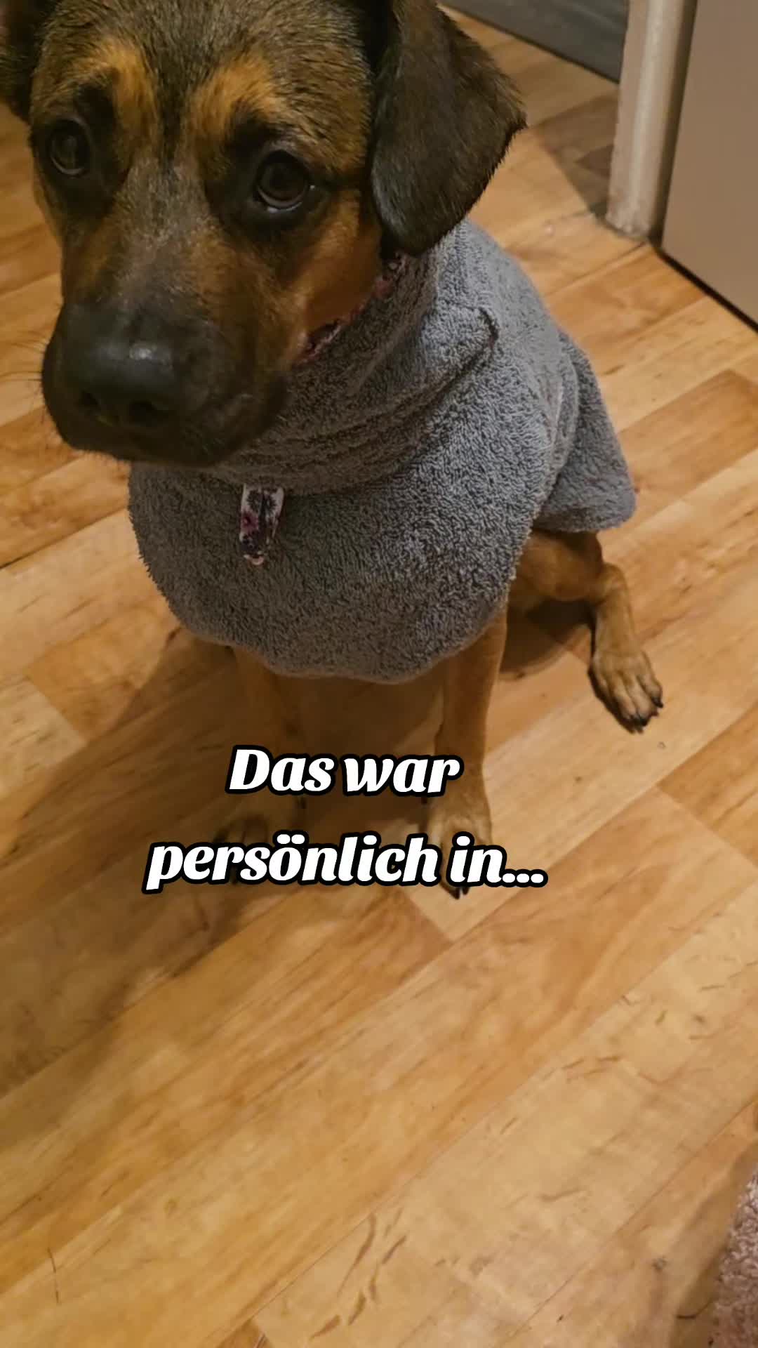 @Staffordshiremix Geschwister🐾