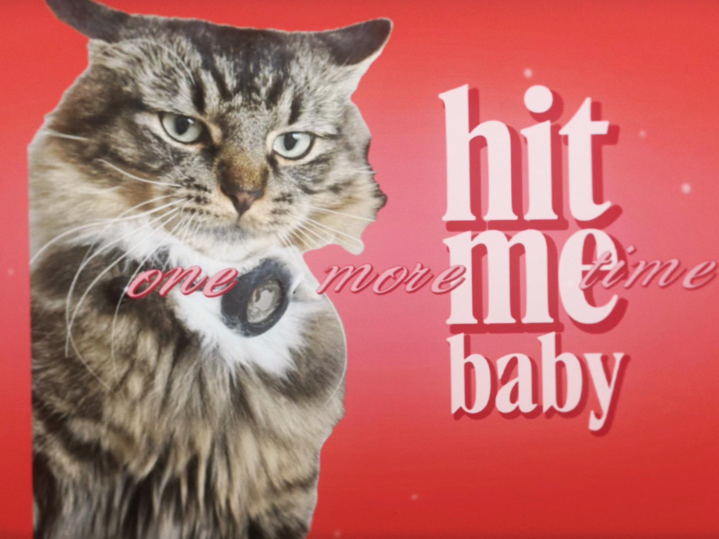 @Mozzie The Cat
