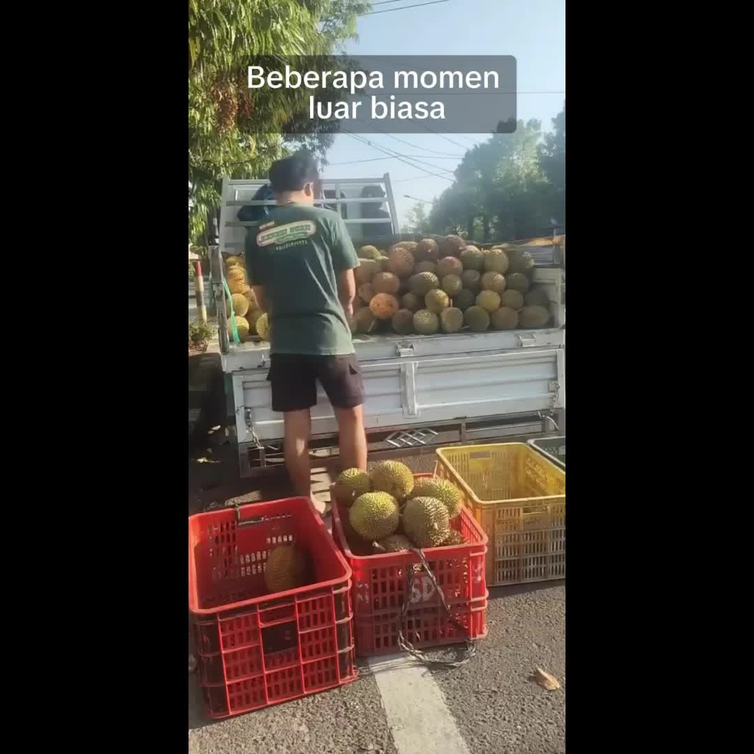 @Kenzhi Durian Tuban