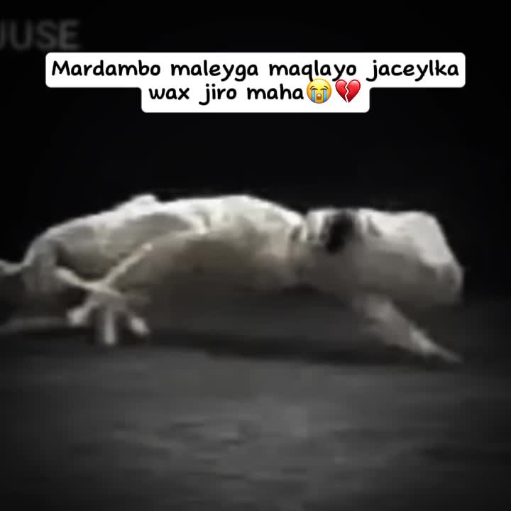 @m͜͡a͜͡n͜͡k͜͡a͜͡ c͜͡a͜͡d͜͡e͜͡🍂