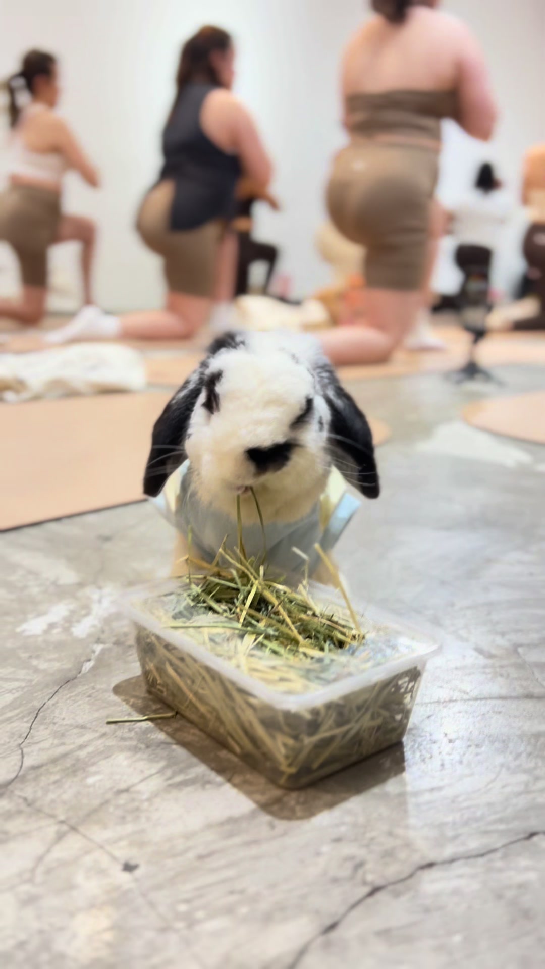 @Boss Happy & Sir Pluto🐰