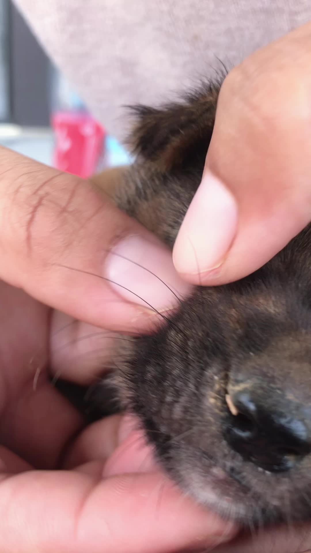 @lice puppy lovers