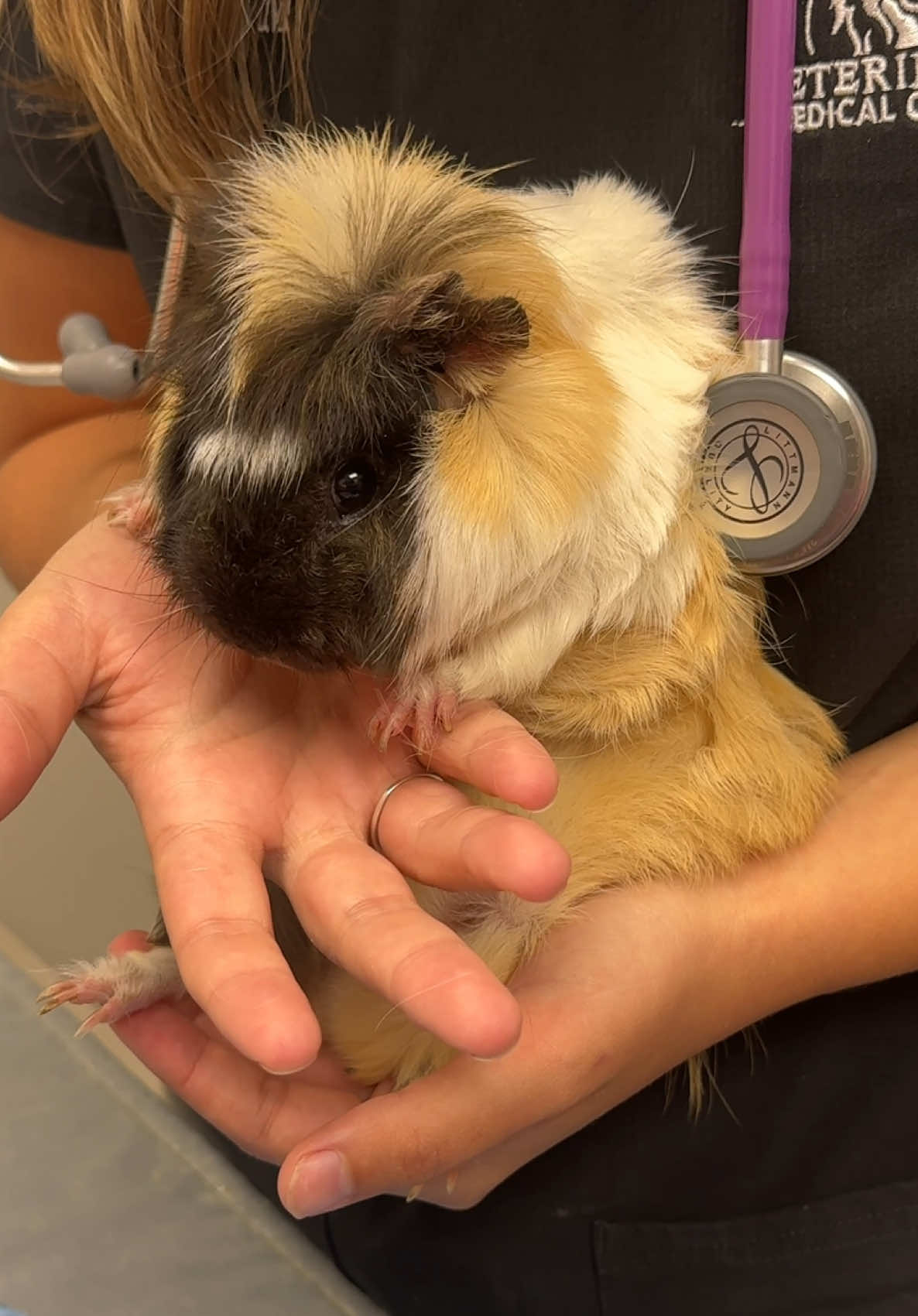@Snodgrass Vet
