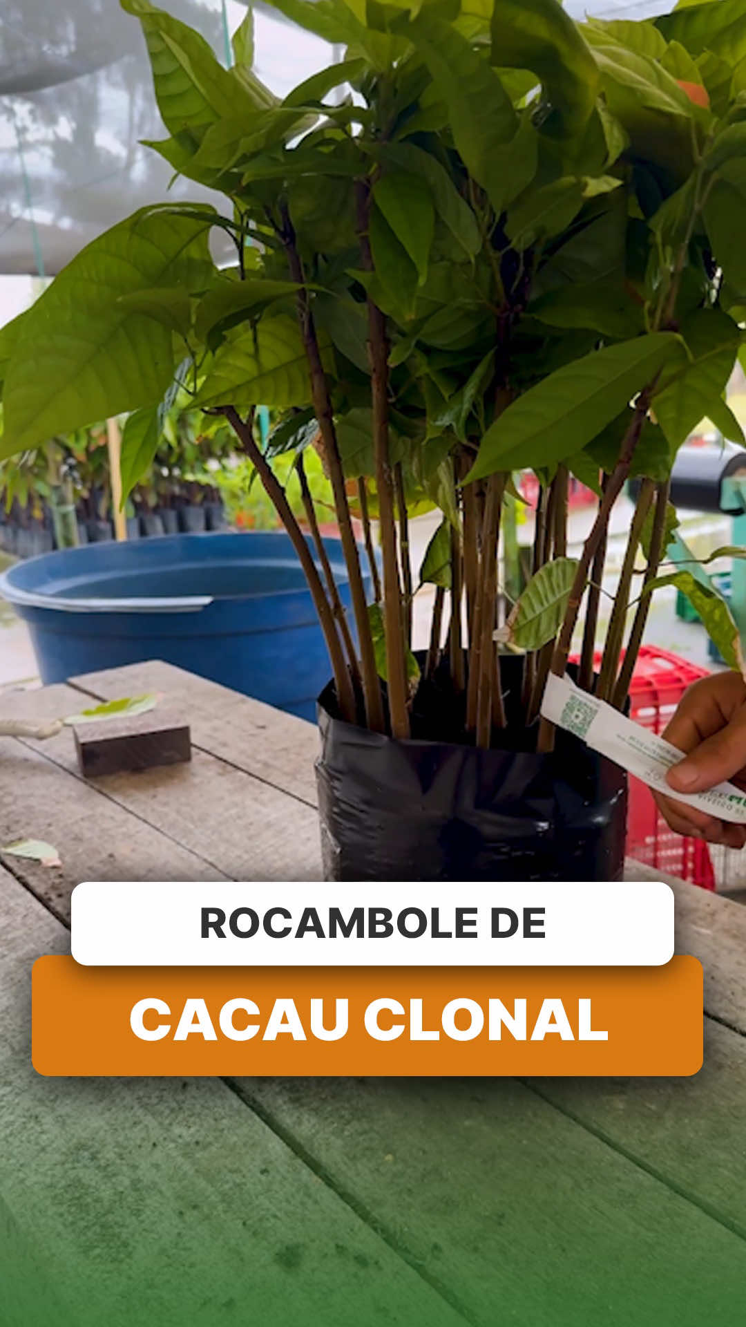 @ViveiroProMudas
