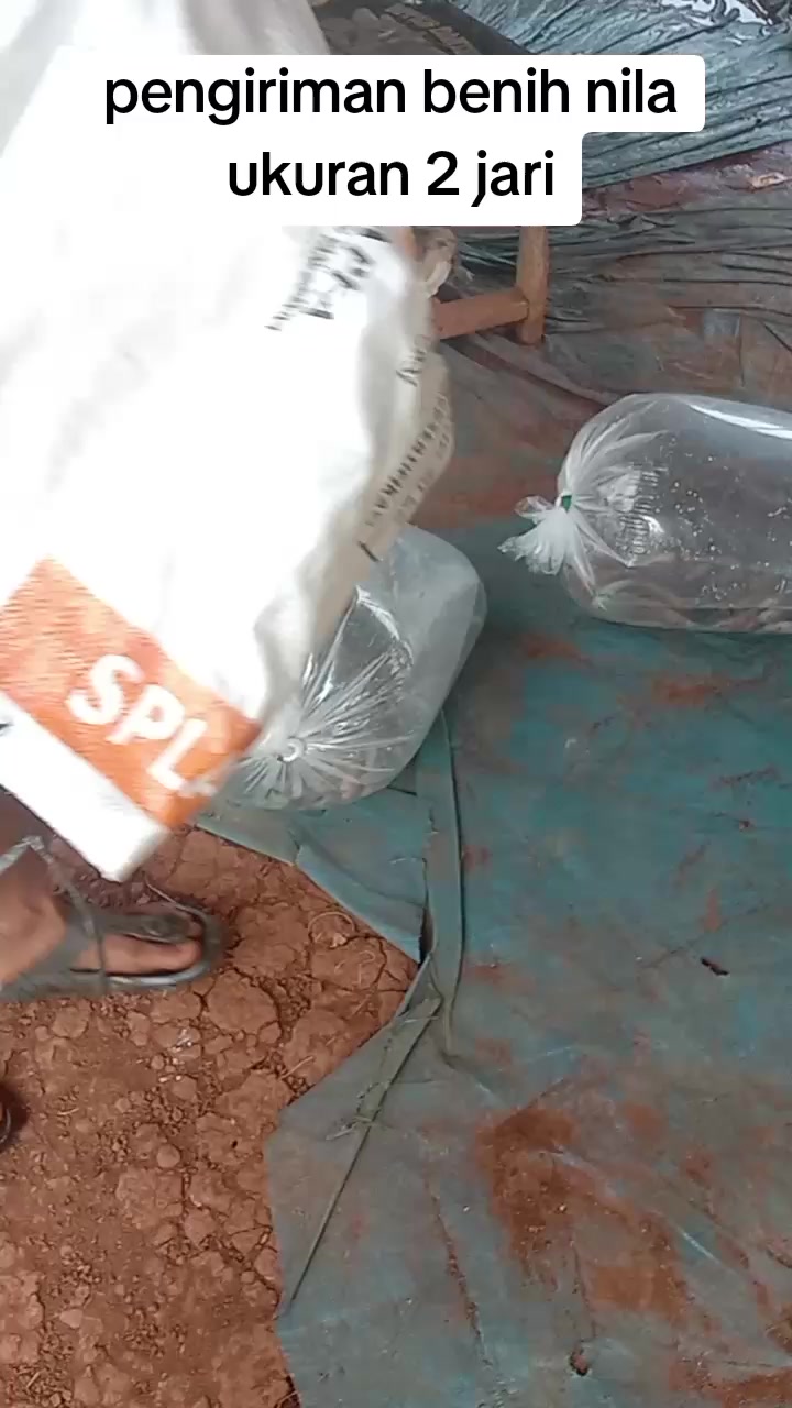 @afdhal koi farm