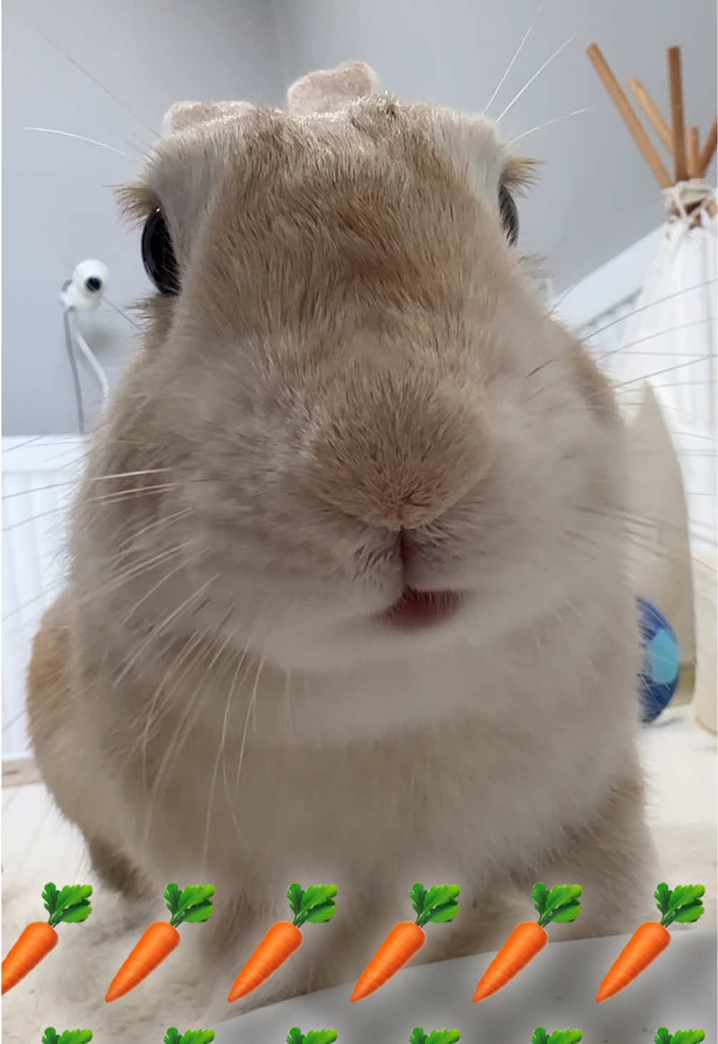 @WONDOO