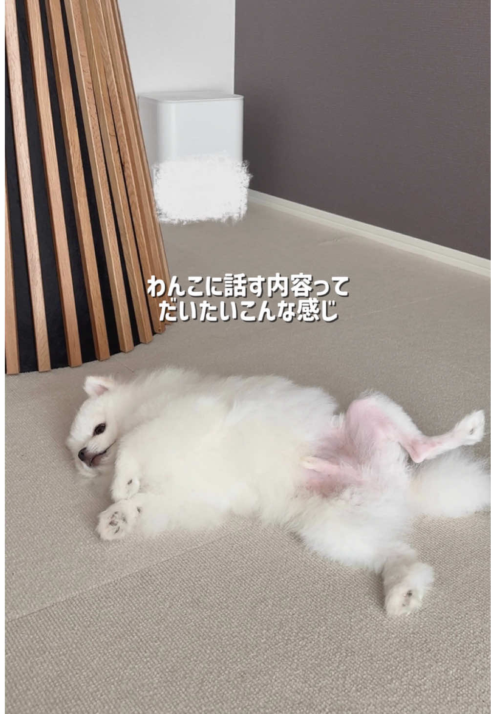 @ポメラニアンのミル🍼